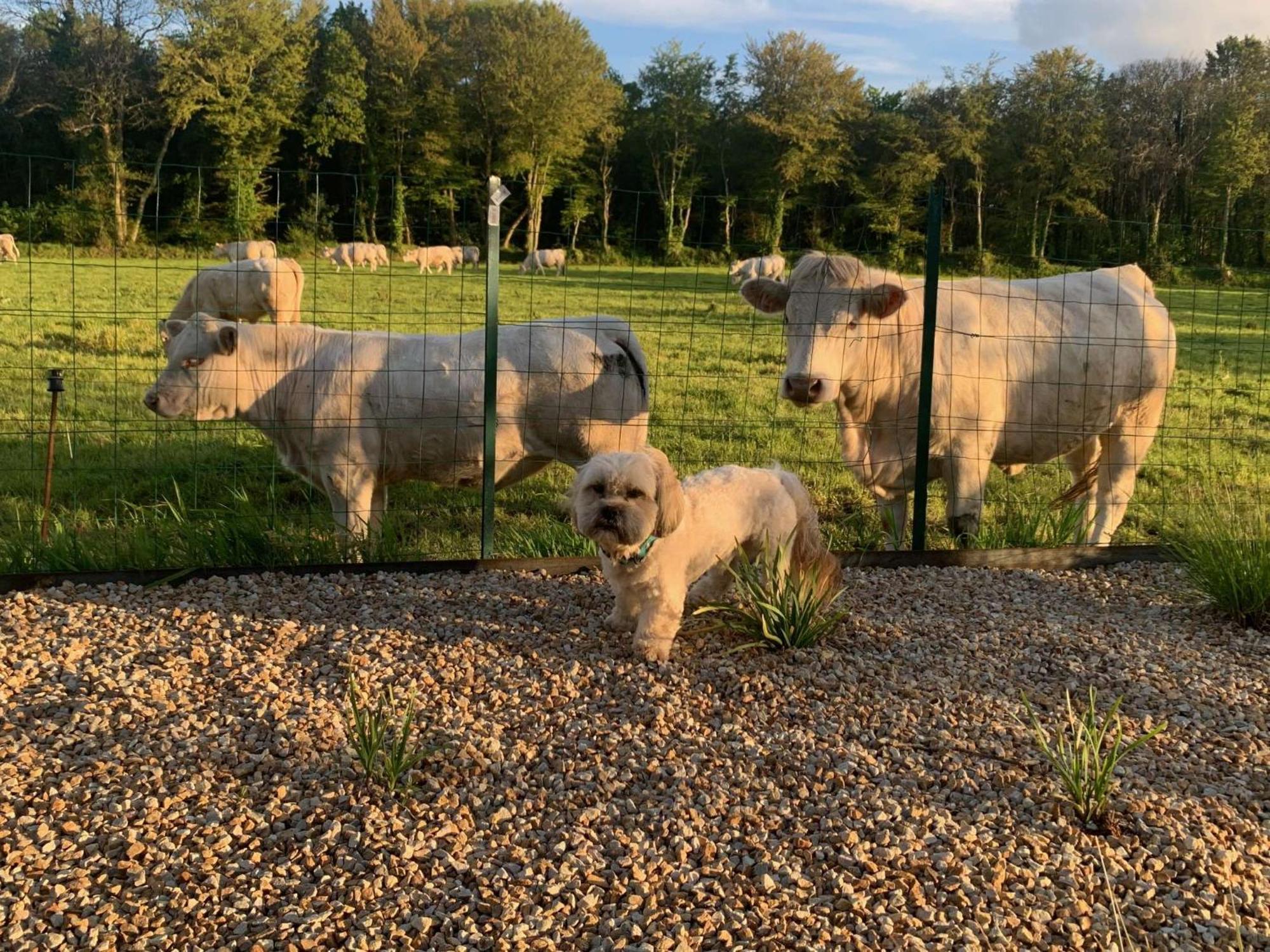 Brit Hotel Lannion-Perros Guirec Exteriör bild